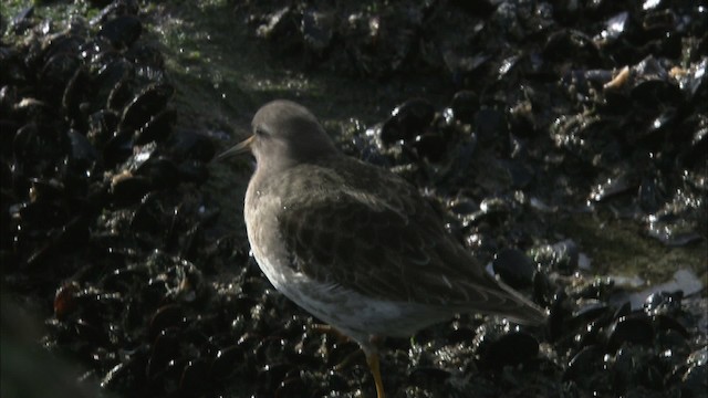 Purple Sandpiper - ML464260