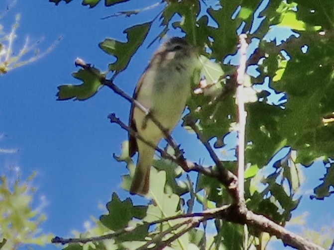 Warbling Vireo (Western) - ML464260511