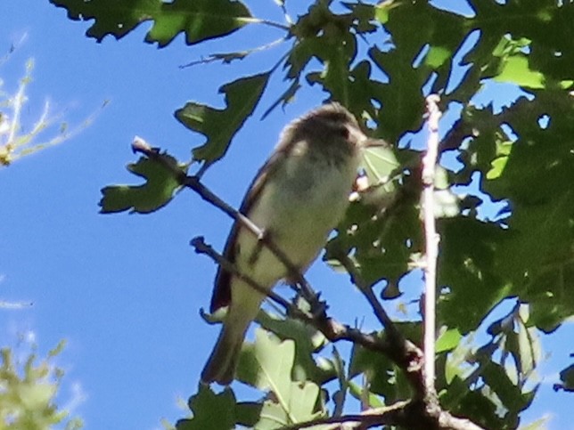 Warbling Vireo (Western) - ML464260521