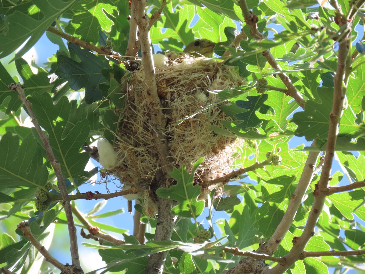 Warbling Vireo (Western) - ML464260621