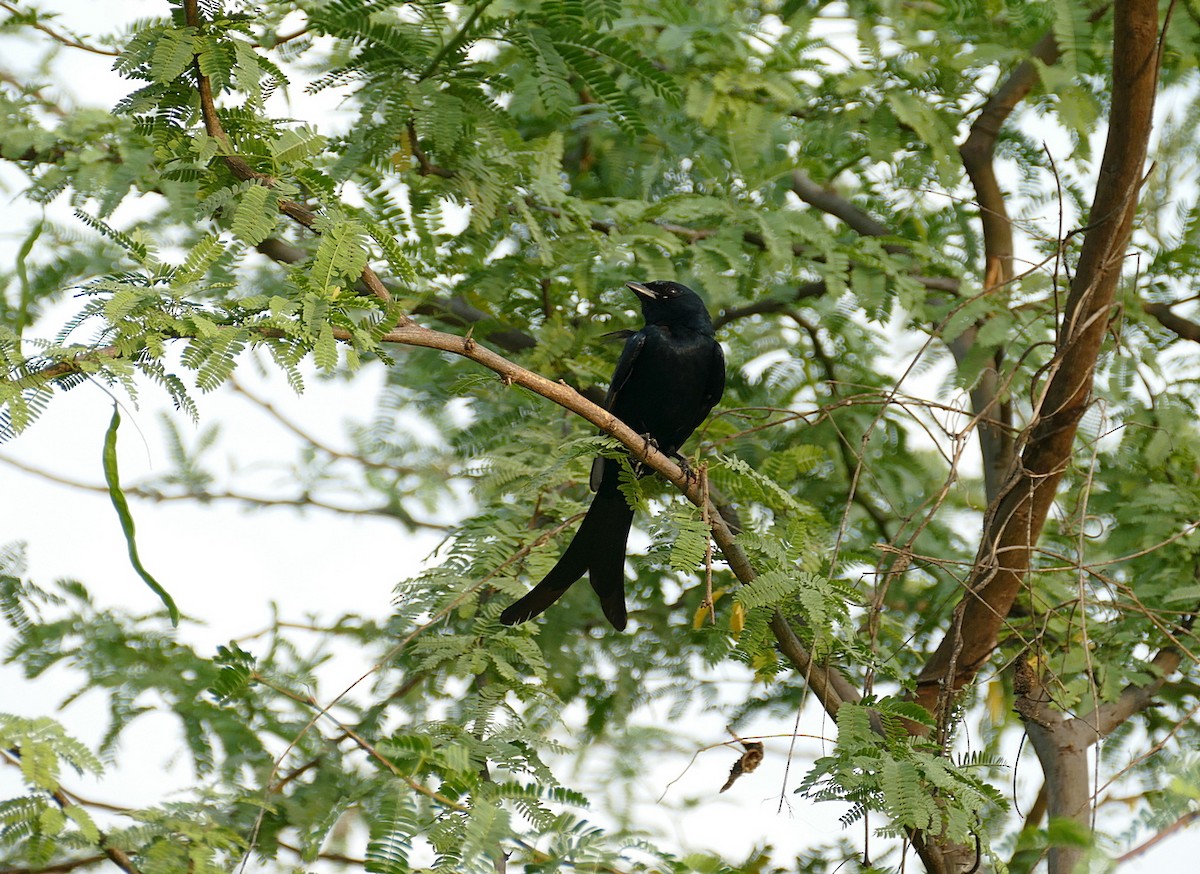 Black Drongo - ML464261701