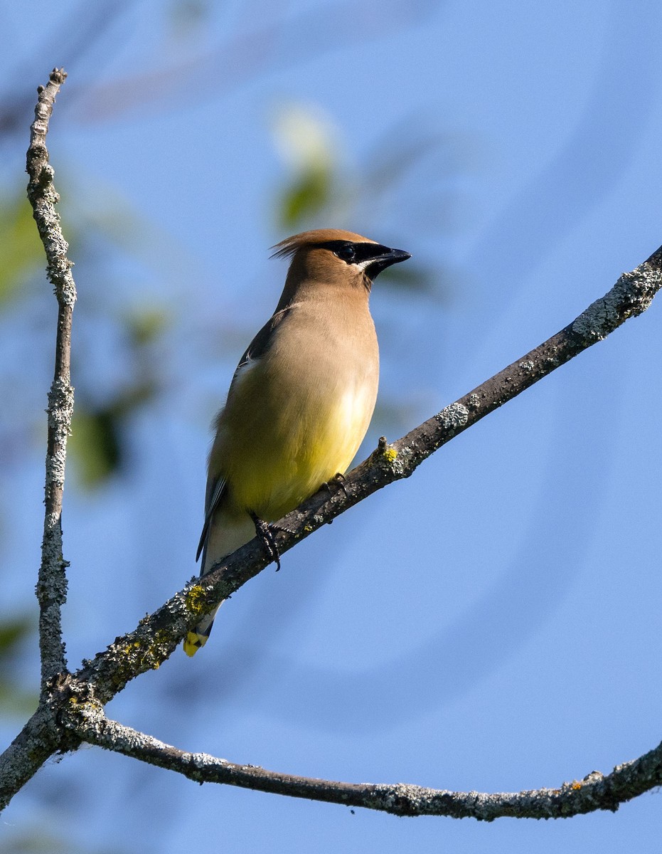 Cedar Waxwing - ML464262371