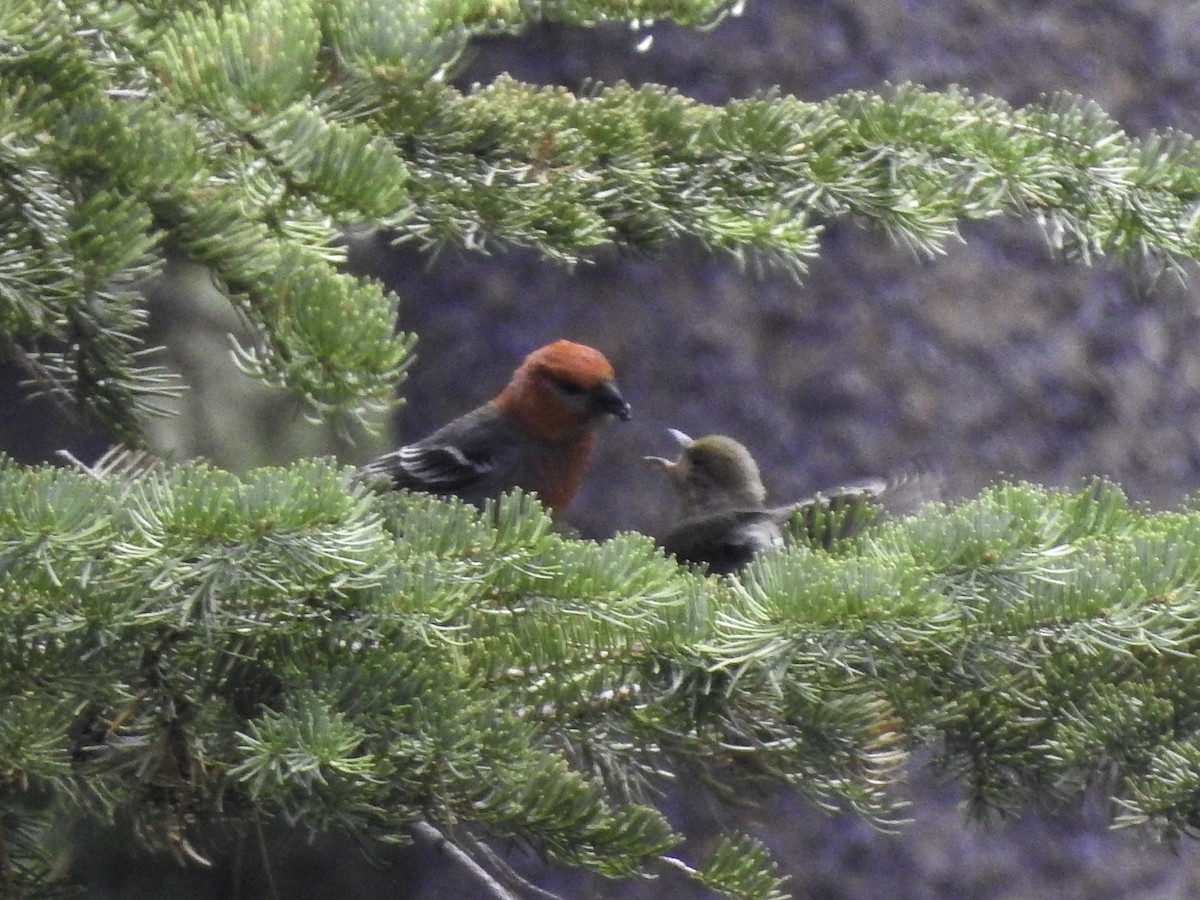 Pine Grosbeak - ML464262851