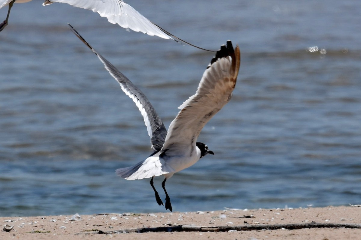 Franklin's Gull - Joel Trick