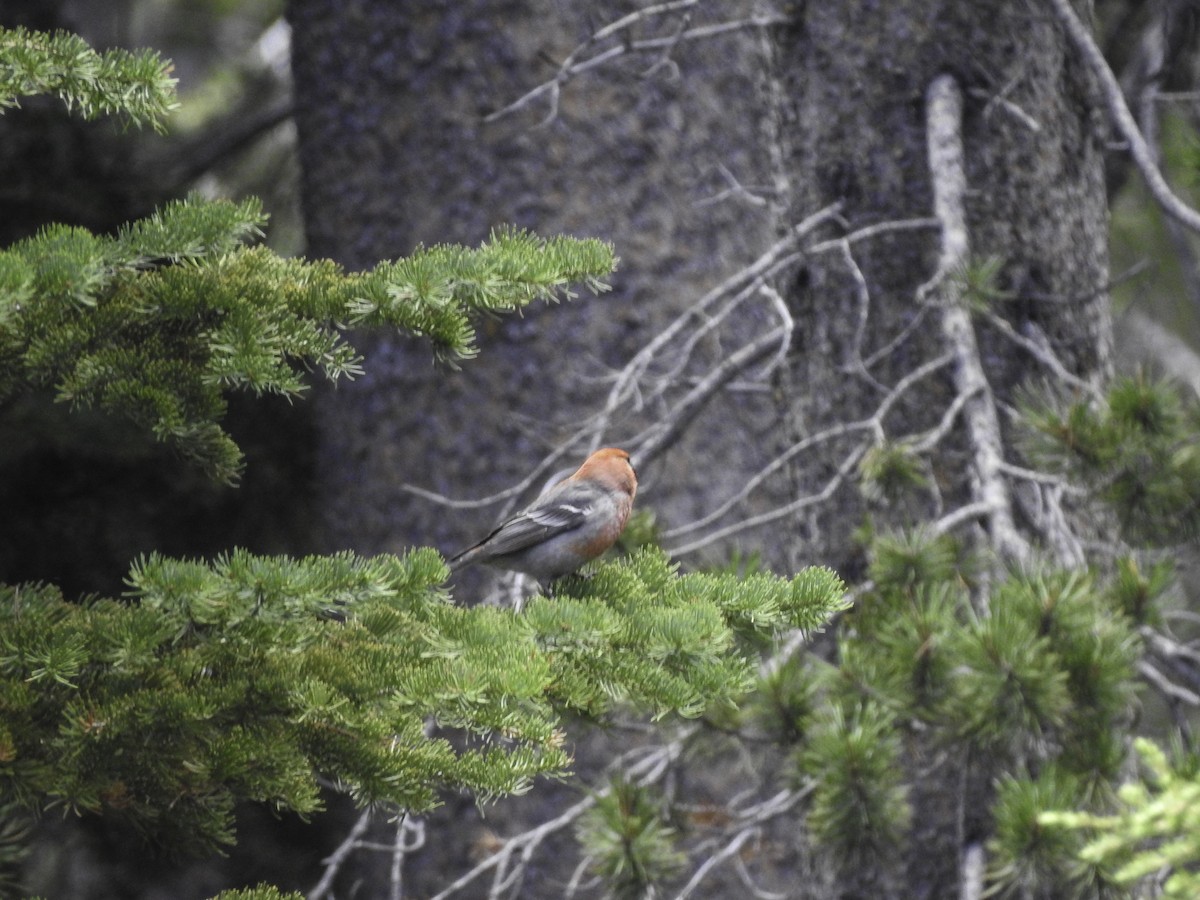 Pine Grosbeak - ML464262921