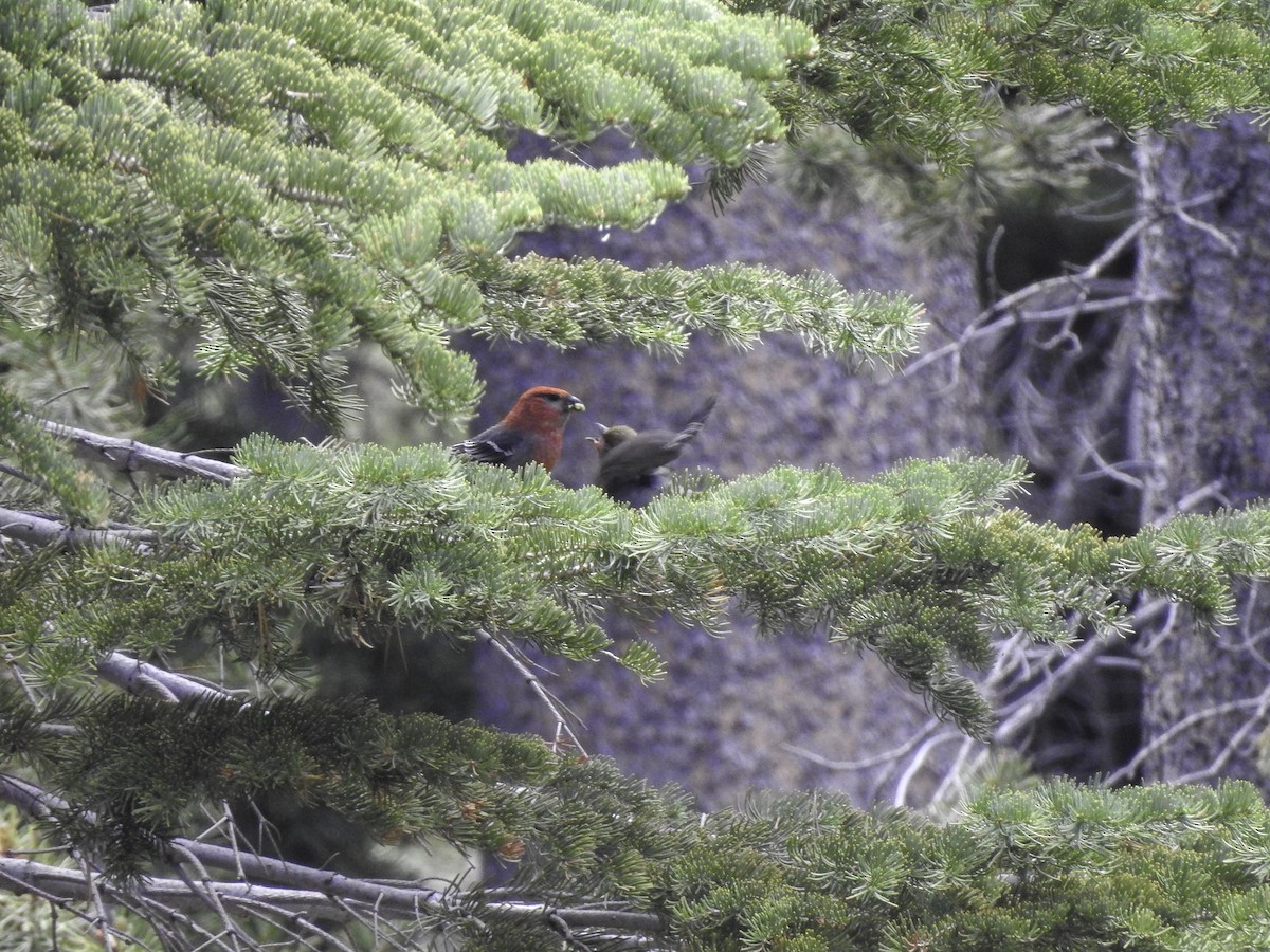 Pine Grosbeak - ML464262971