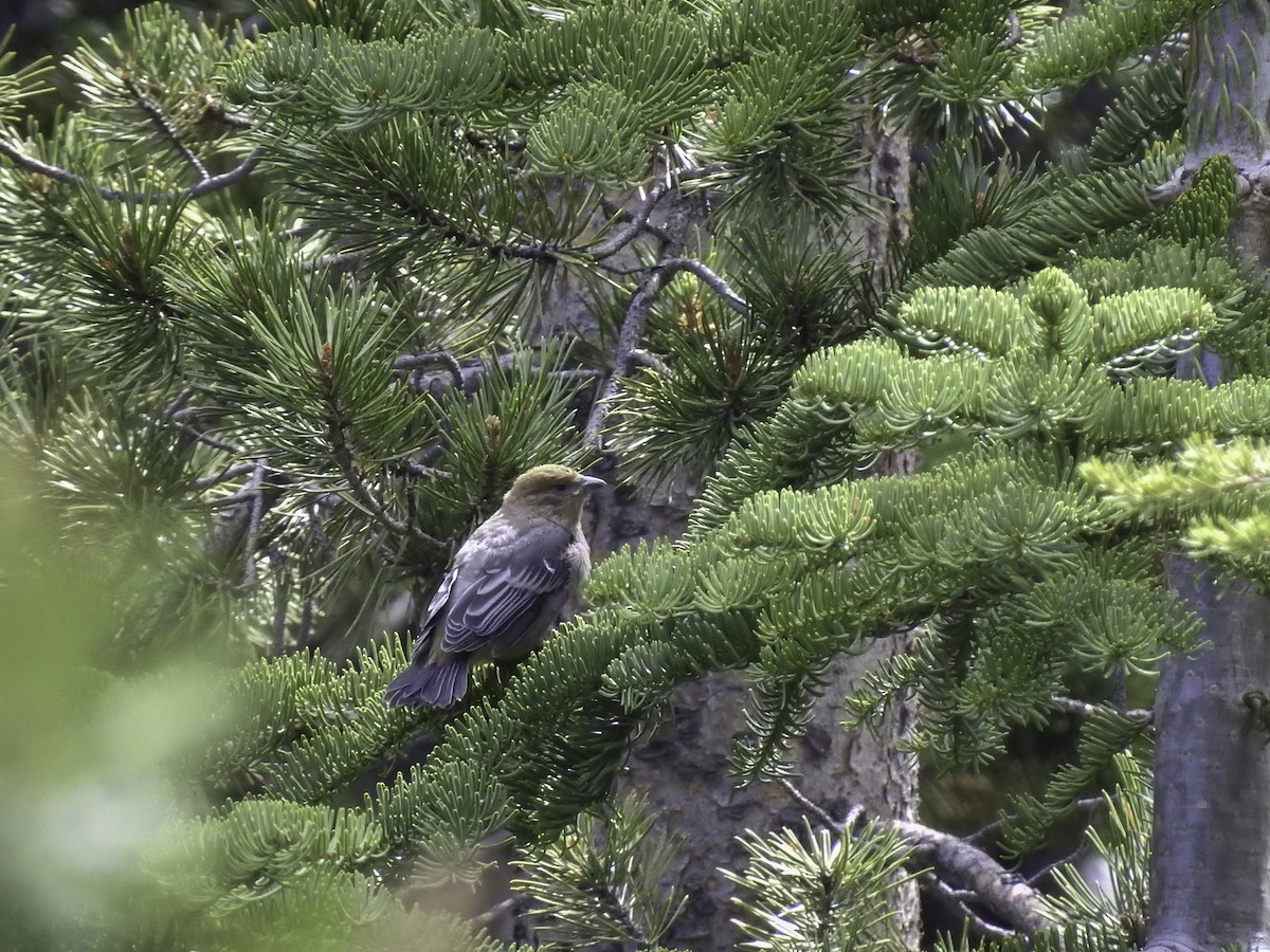 Pine Grosbeak - ML464263001