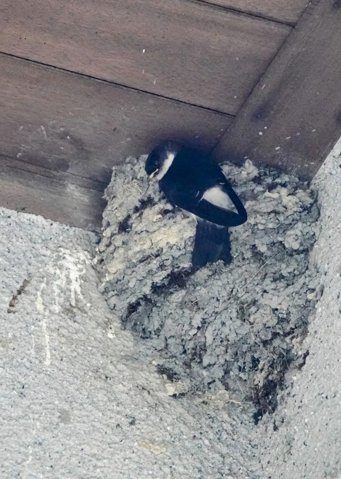 Asian House-Martin - ML464263261