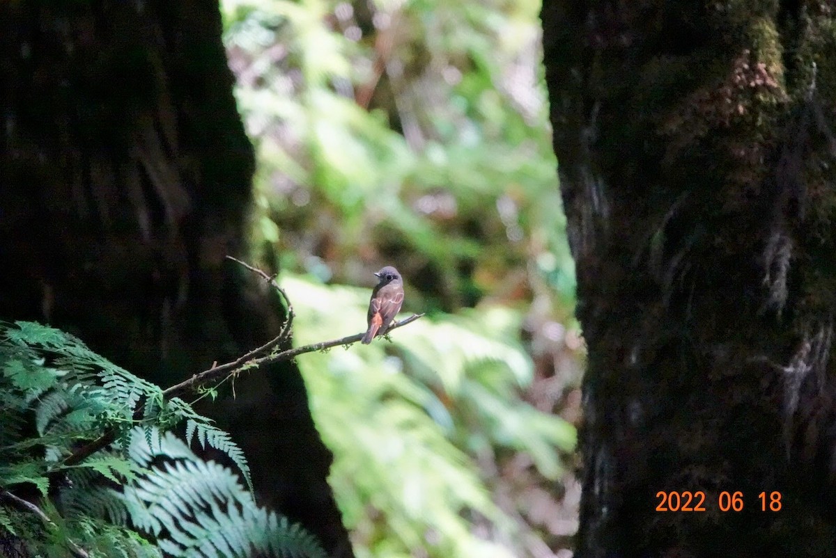 Morrison's Fulvetta - ML464263591