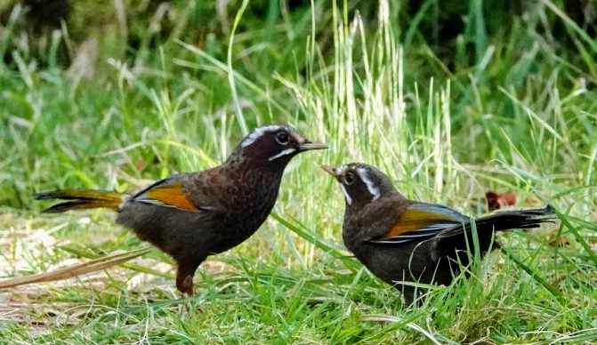 White-whiskered Laughingthrush - ML464263721