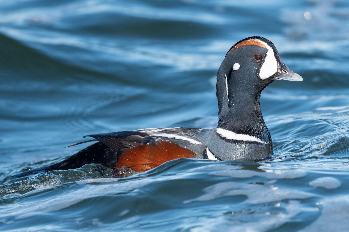 Harlequin Duck - David Turgeon