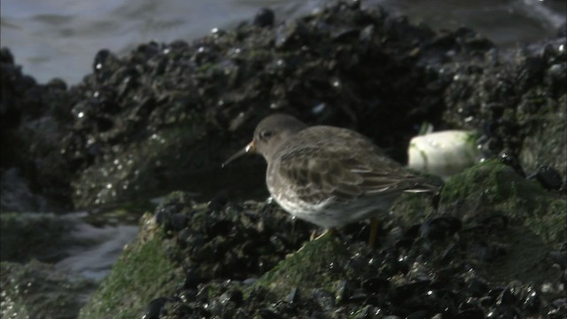 Purple Sandpiper - ML464265