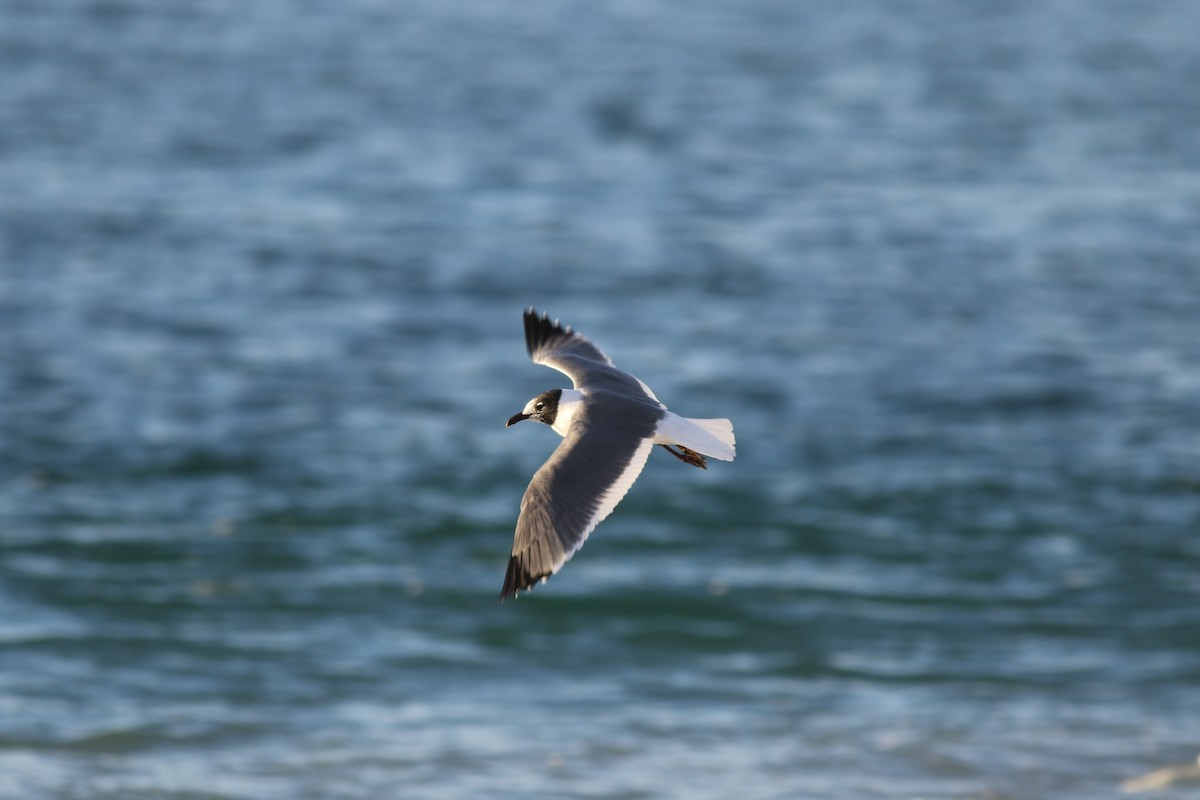 Mouette atricille - ML464266261