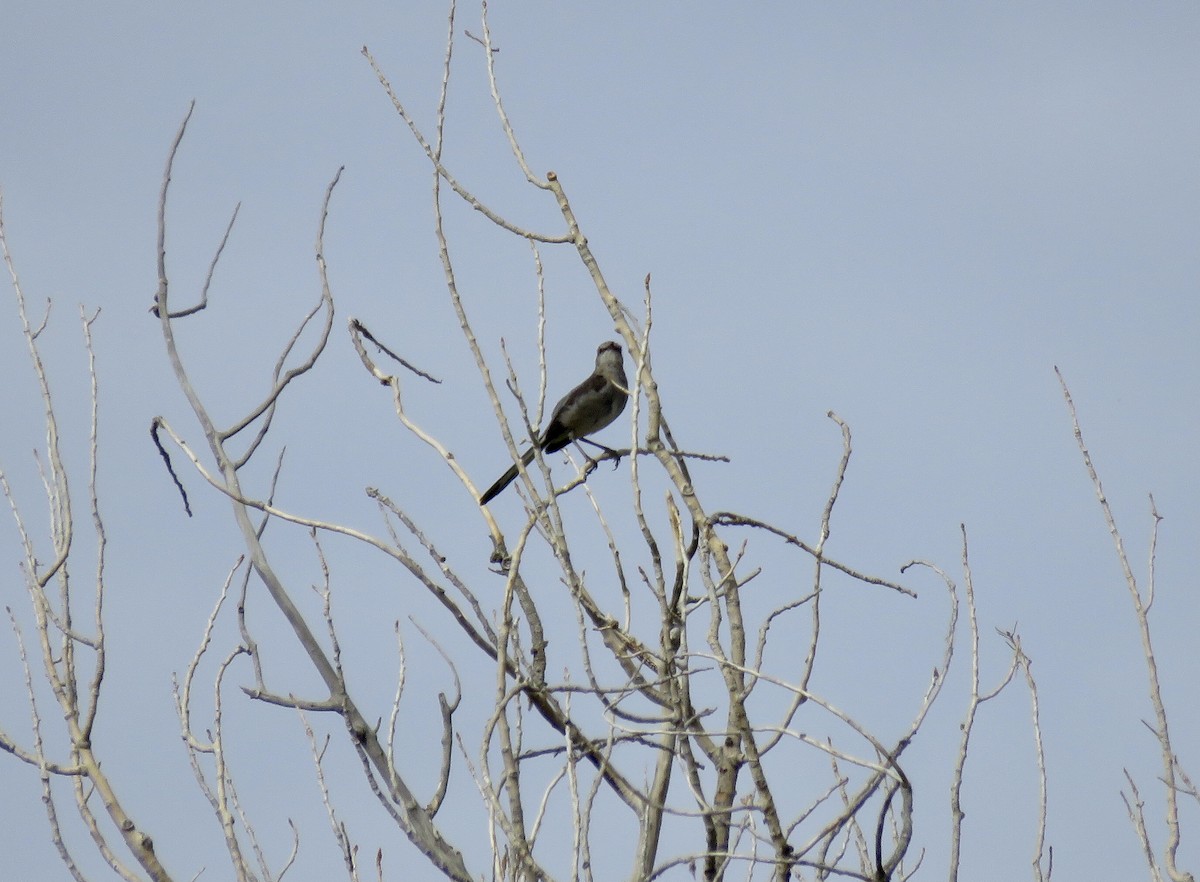 Northern Mockingbird - ML464266361