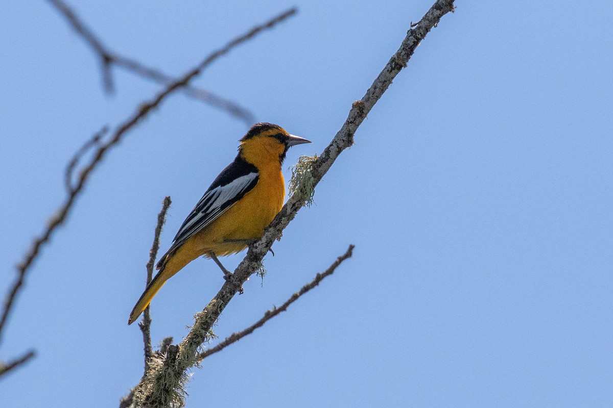 Bullock's Oriole - Dorna Mojab