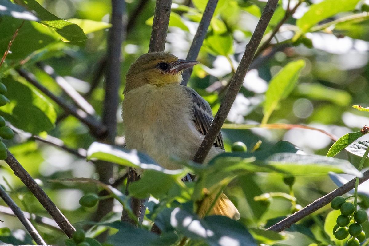 Bullock's Oriole - Dorna Mojab