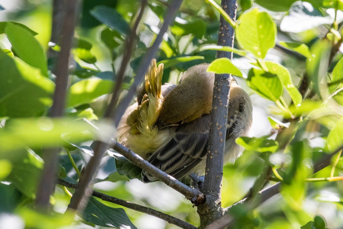 Bullock's Oriole - Dorna Mojab