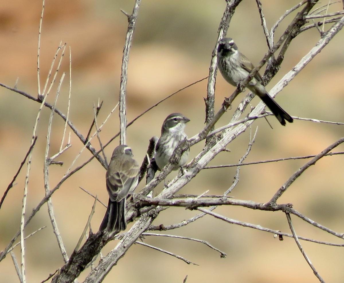 Black-throated Sparrow - ML464266691