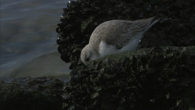 Bécasseau sanderling - ML464268