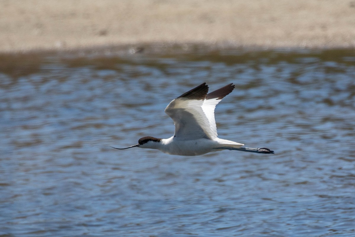 Pied Avocet - Neil Hayward