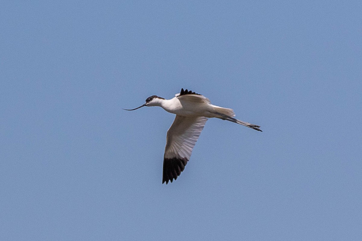 Pied Avocet - Neil Hayward