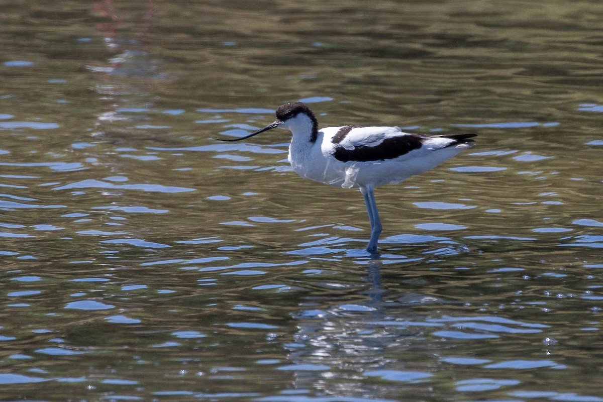 Pied Avocet - Neil Hayward