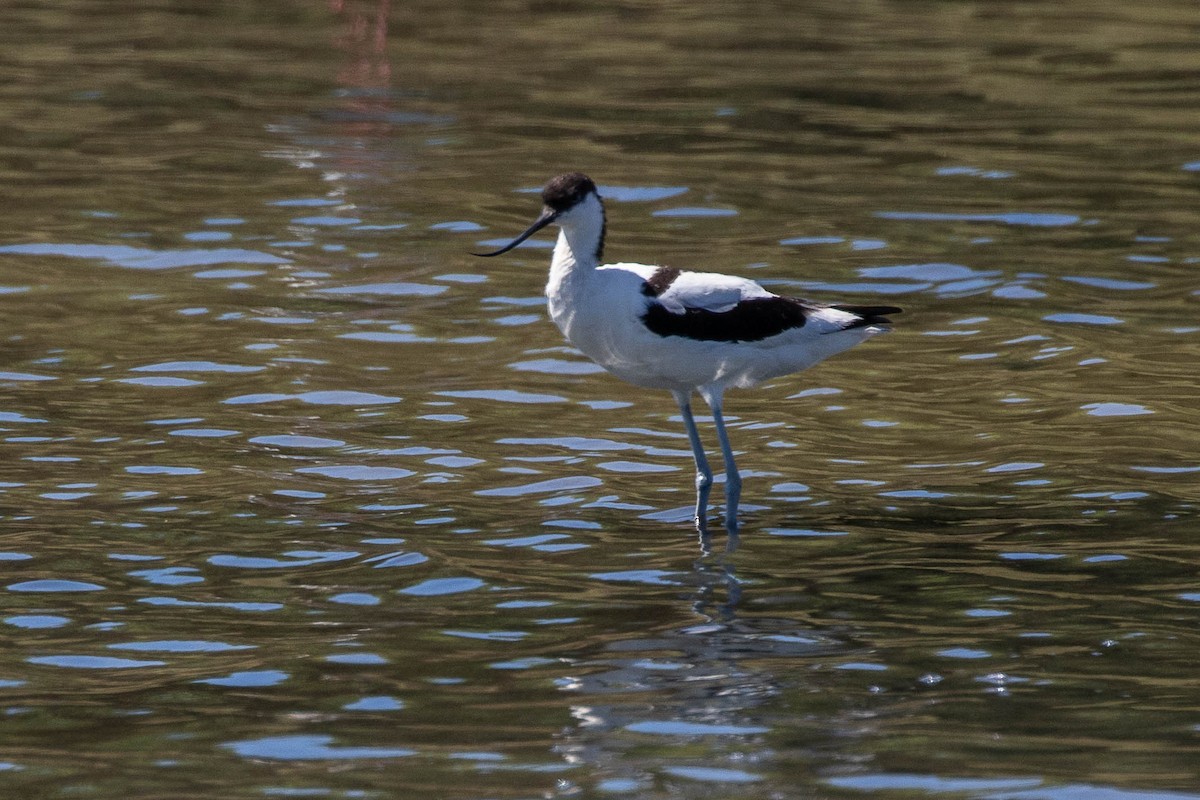 Pied Avocet - Neil Hayward