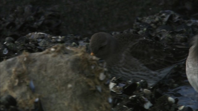 Purple Sandpiper - ML464270