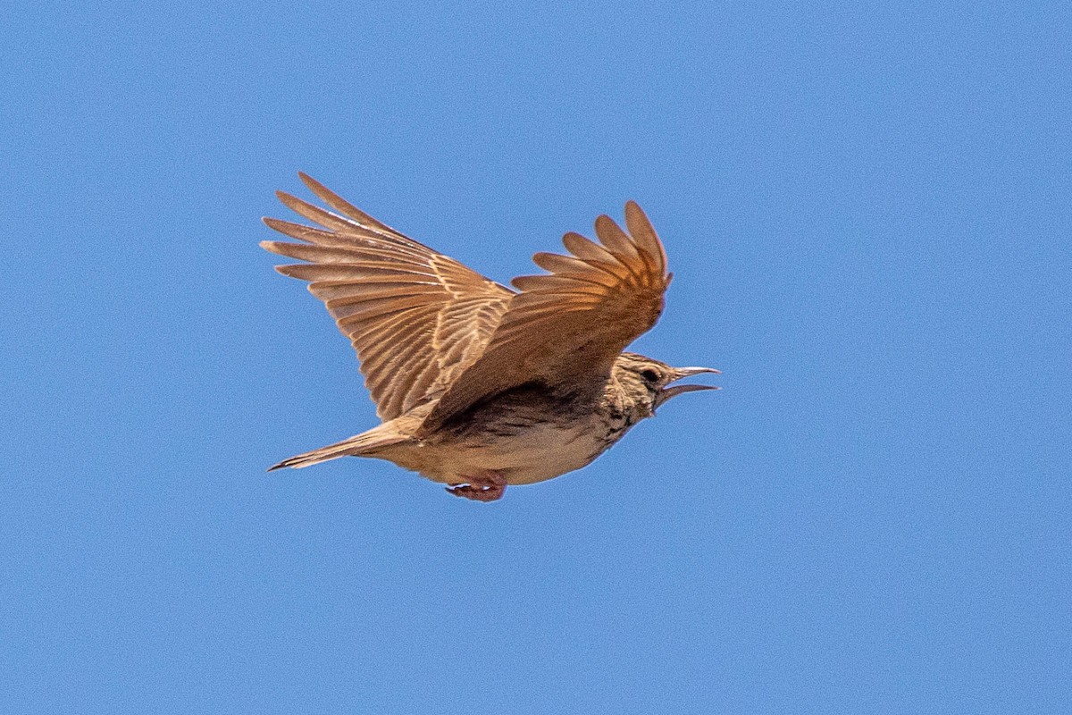 Crested Lark - ML464270391