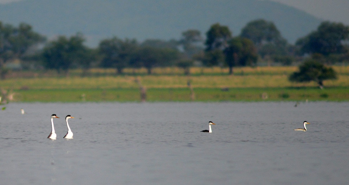 Clark's Grebe - ML464271681