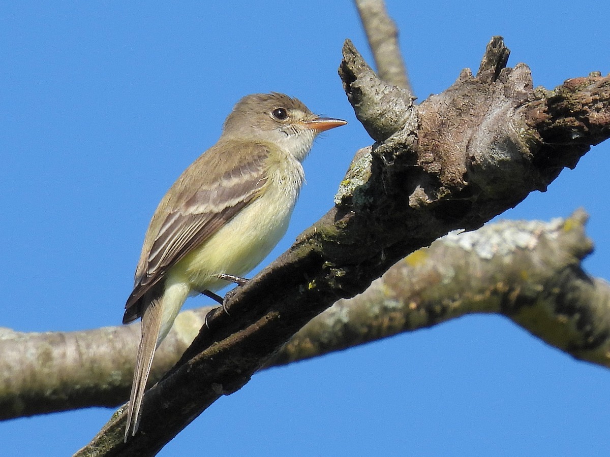 Willow Flycatcher - Bill Nolting