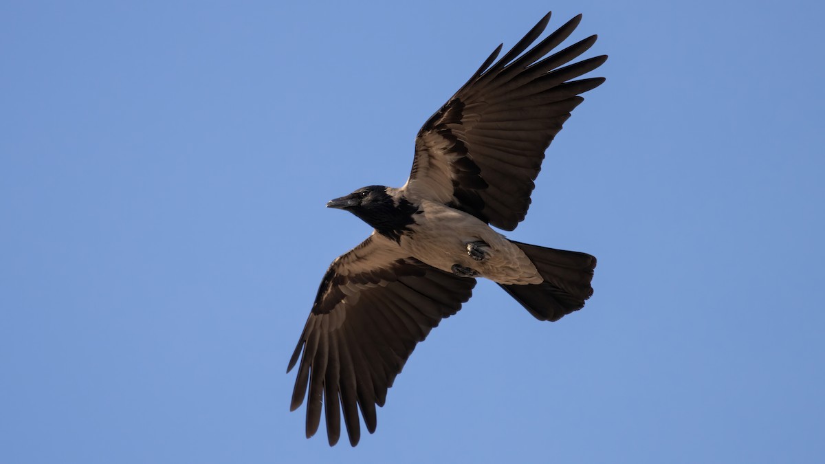 Corneja Cenicienta - ML464272531