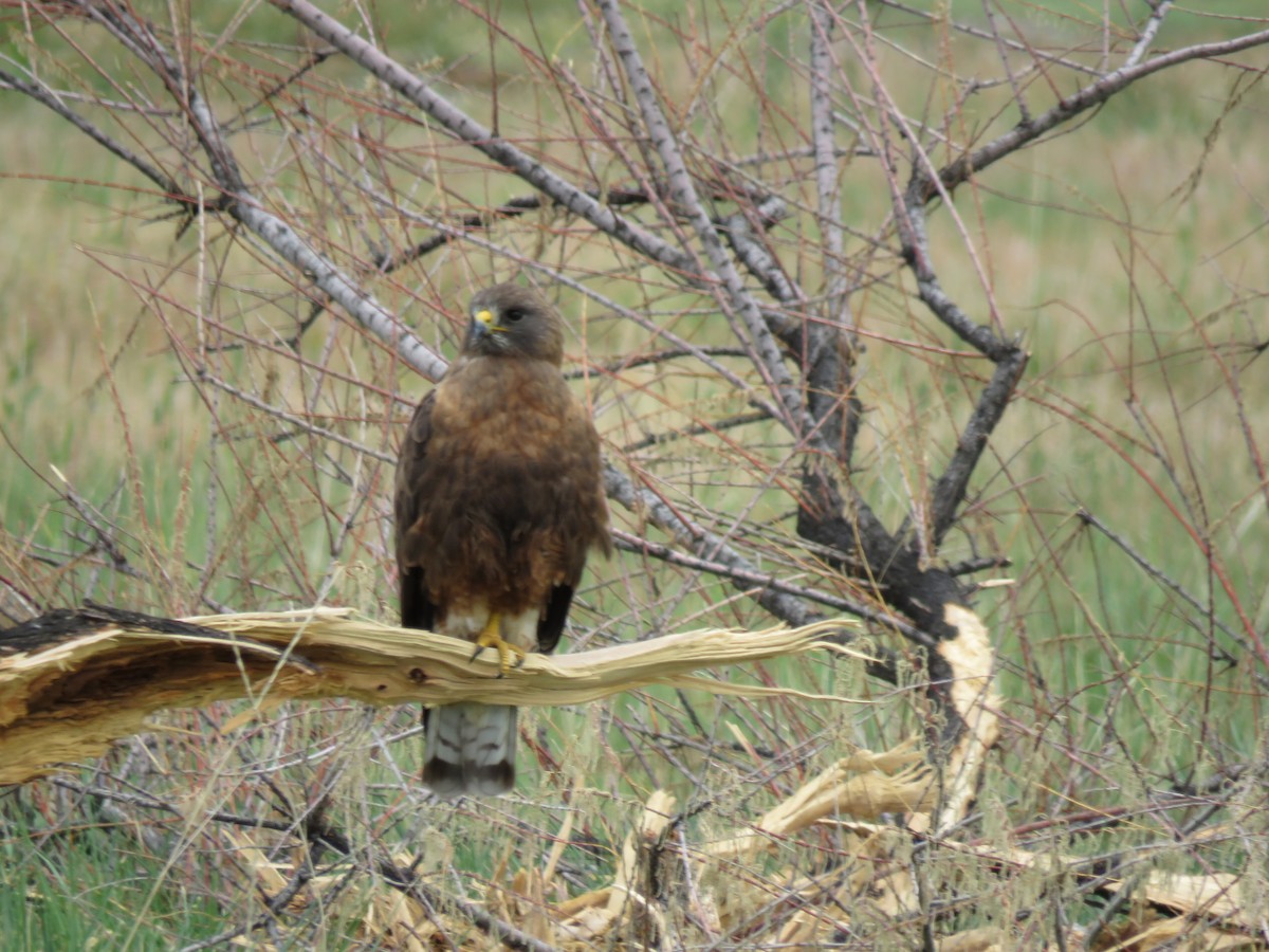 Swainson's Hawk - ML464272951