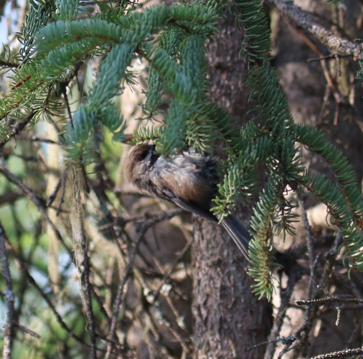 Boreal Chickadee - ML464274391