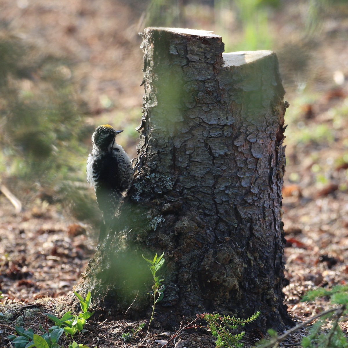 American Three-toed Woodpecker - ML464274411