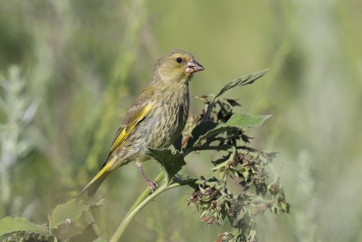 European Greenfinch - ML464274501