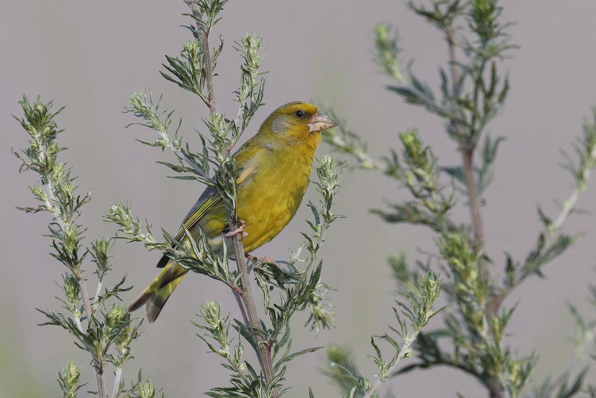 European Greenfinch - ML464274511