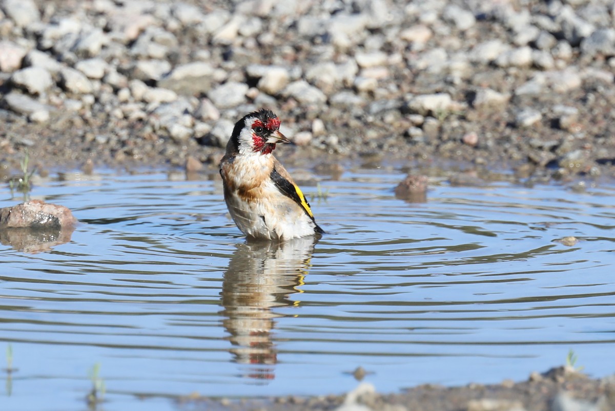 Chardonneret élégant - ML464274561