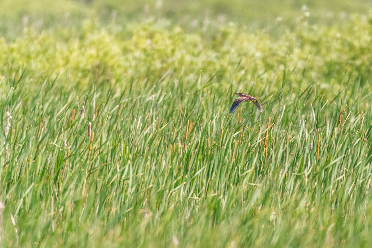 Least Bittern - ML464276001