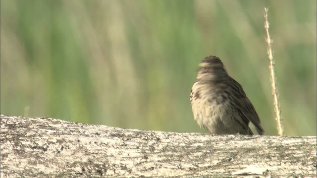 Savannah Sparrow - ML464280