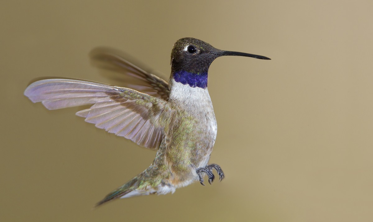 Black-chinned Hummingbird - Mark Chappell