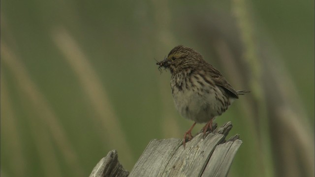 Savannah Sparrow - ML464282