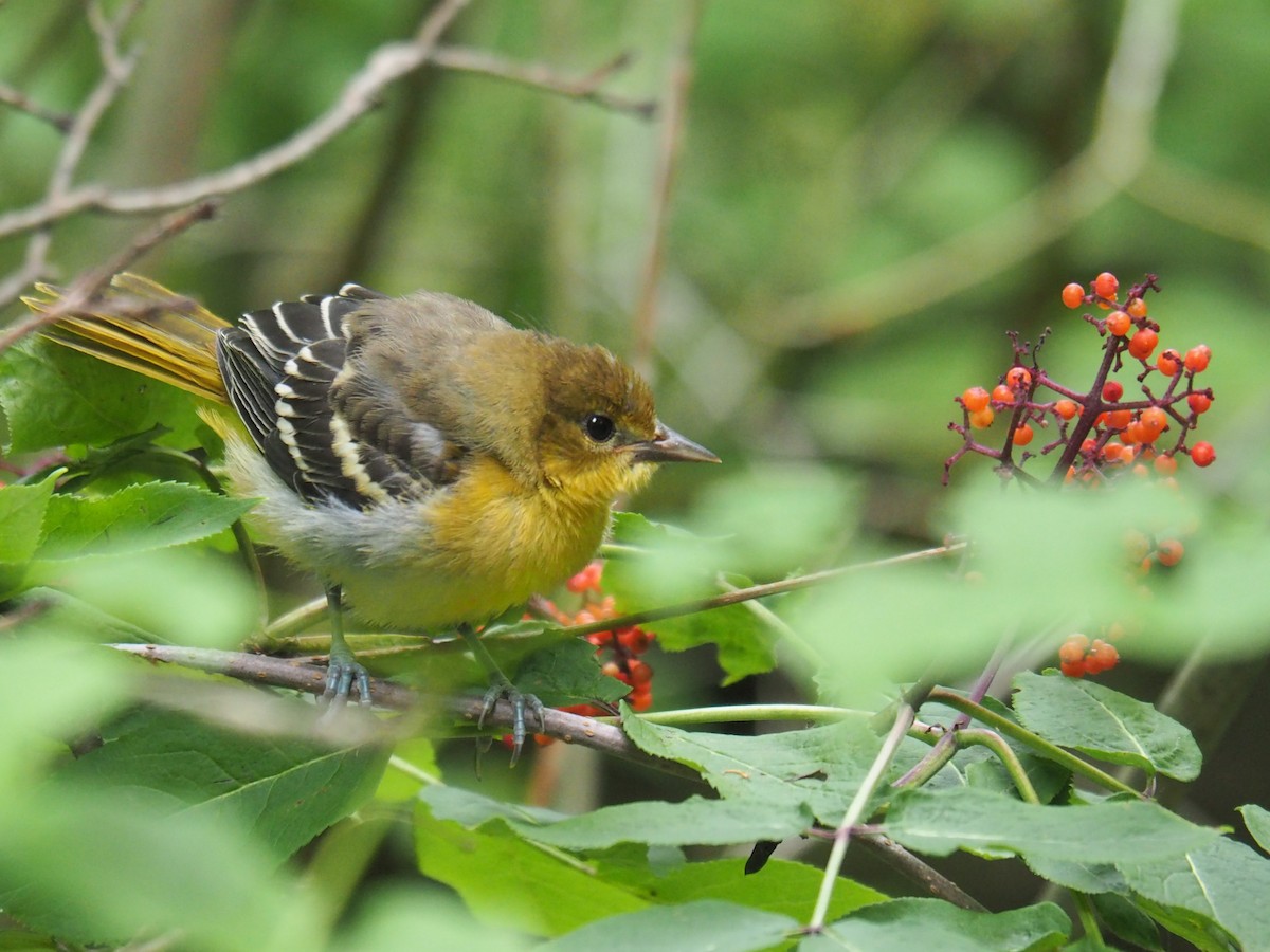 Baltimore Oriole - ML464282411