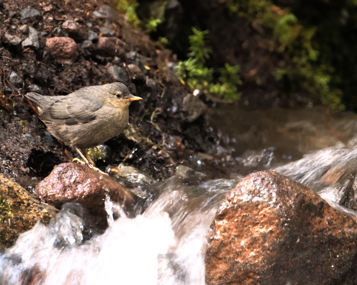 American Dipper - ML464282781