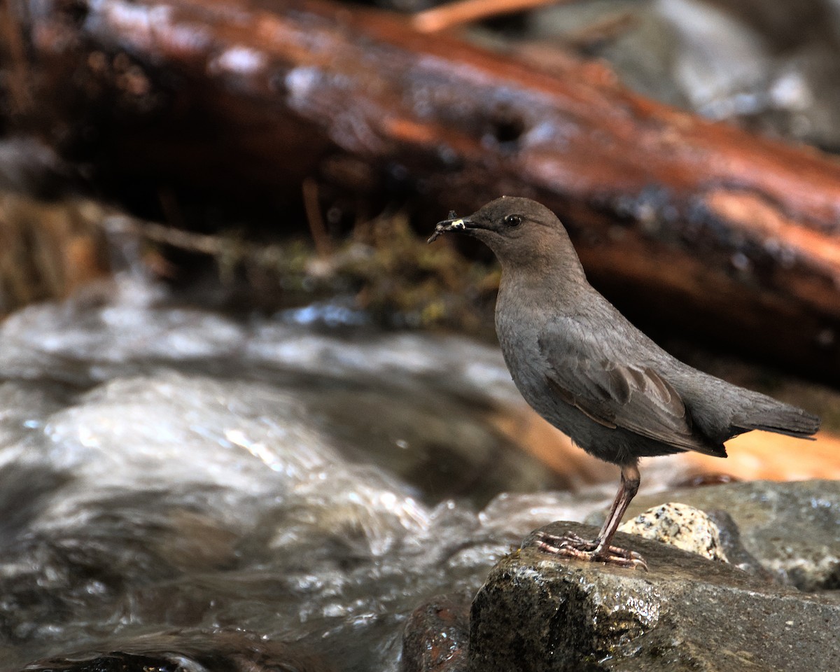 American Dipper - ML464282801