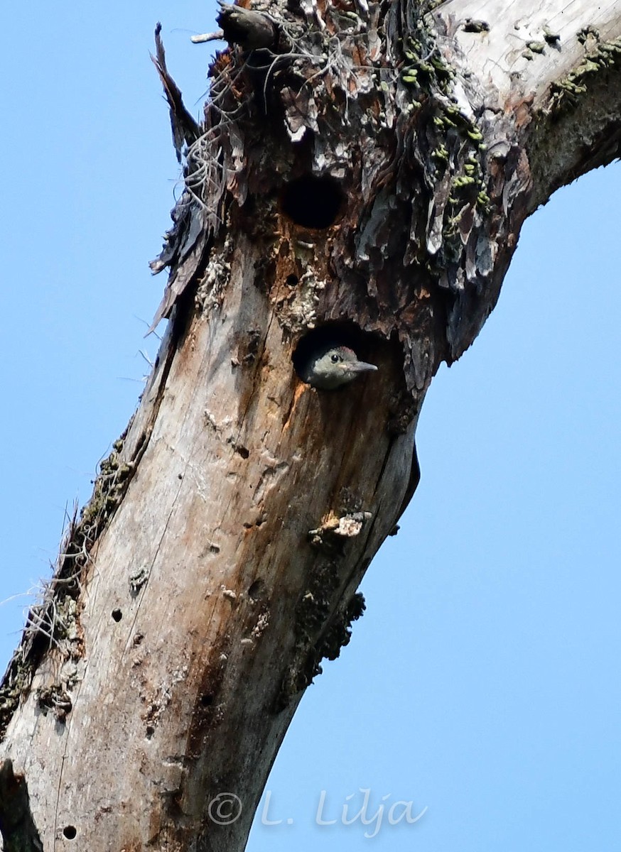 Red-bellied Woodpecker - Lorri Lilja