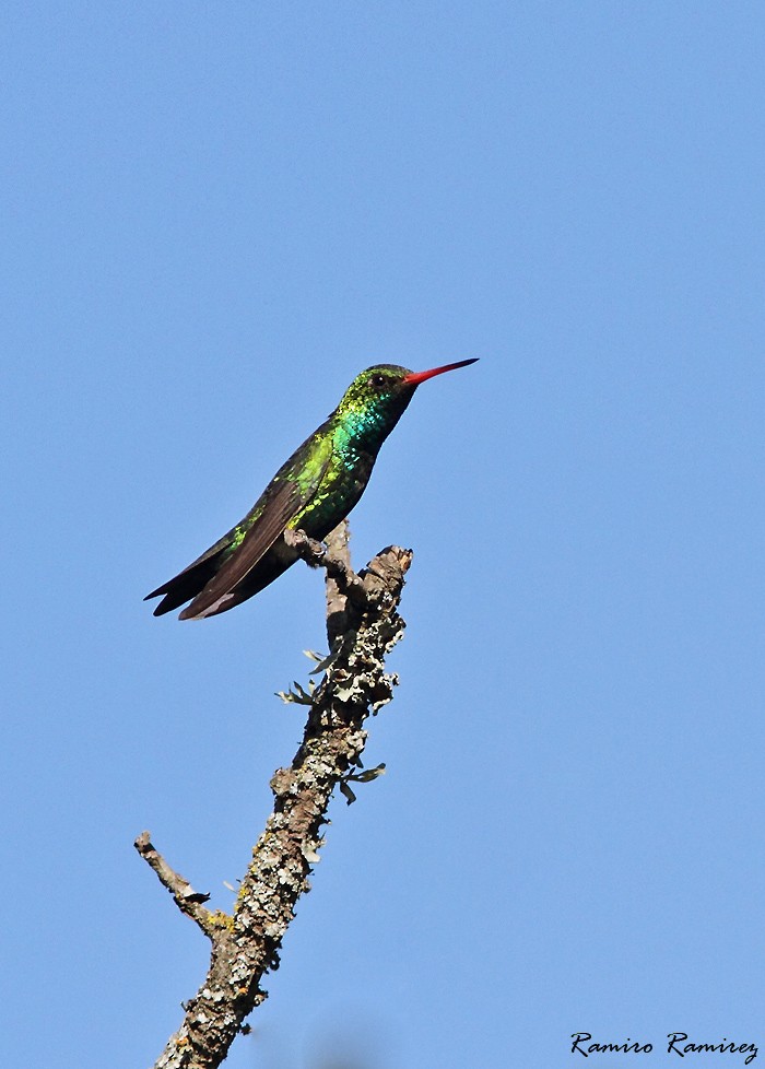 kolibřík lesklobřichý - ML46428621