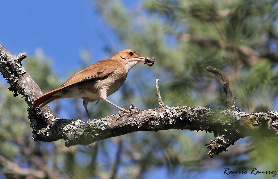 Rufous Hornero - ML46428641