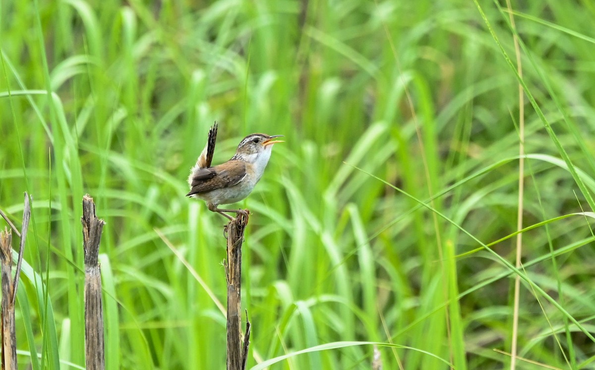 Marsh Wren - ML464286791