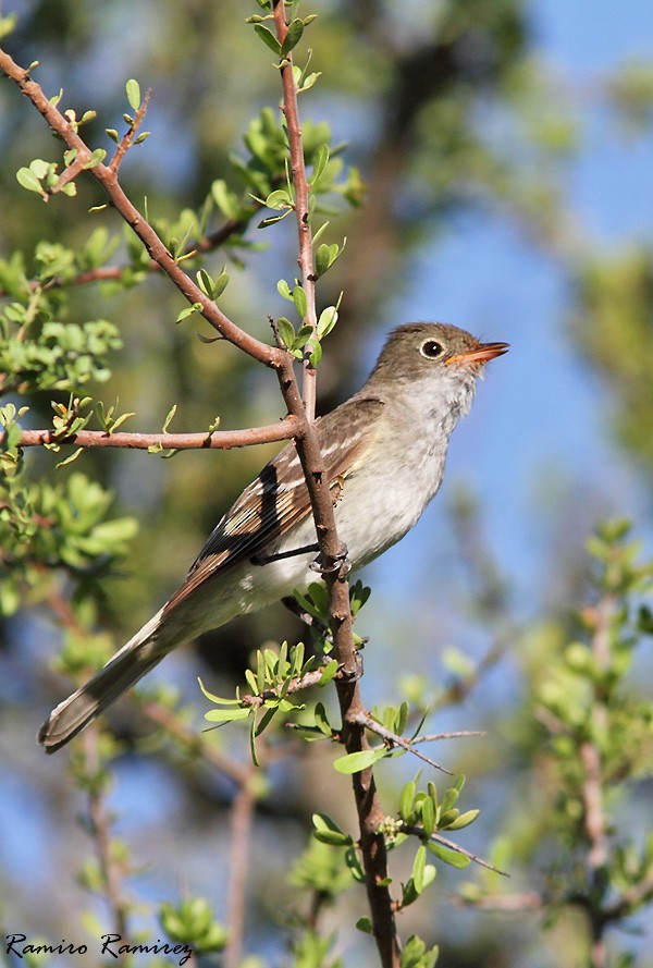 Small-billed Elaenia - ML46428681